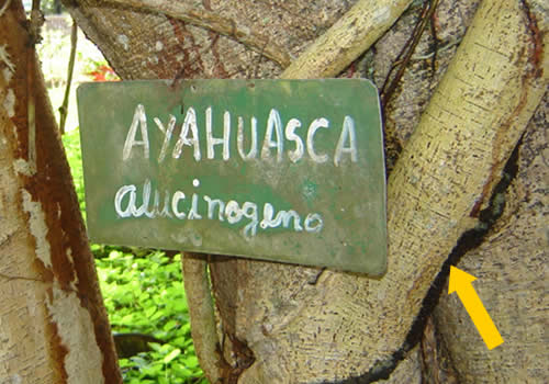 ayahuasca en el jardin botanico san francisco de moyobamba peru