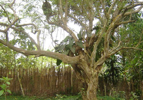 arbol algarrobo san francisco peru