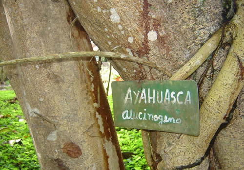 ayahuasca planta alucinogena