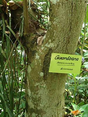 guanabana moyobamba