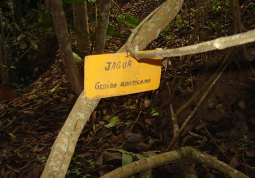 arbol jagua en moyobamba peru
