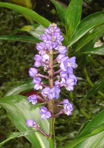 flor violeta san francisco moyobamba