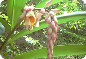 Flora del Jardin Botanico