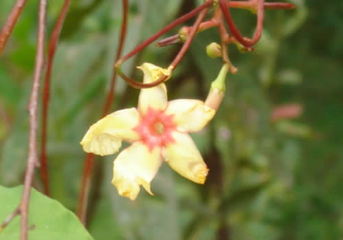 flor en el barranco san francisco peru