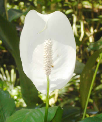 flor blanca moyobamba peru