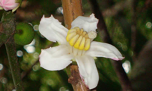 flores botanicas