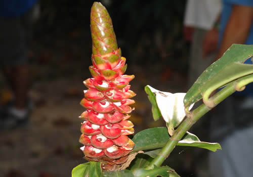 flor caña agria de moyobamba peru