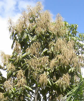 flor del arbol de la tangarana