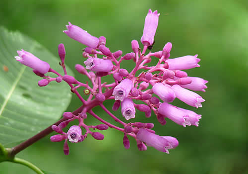 flor de color violeta