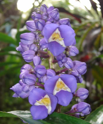 flor morada en el jardin botanico san francisco