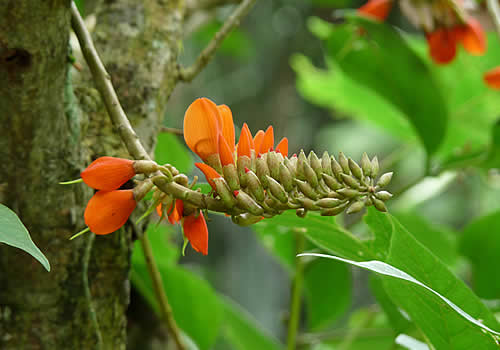 flor naranja