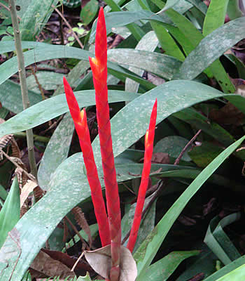 flor nariz de pavo