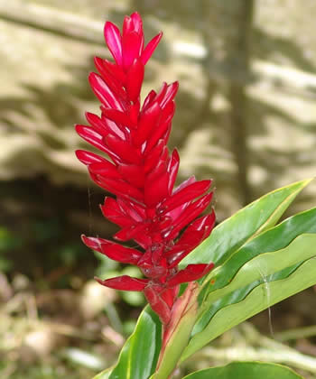 flor roja