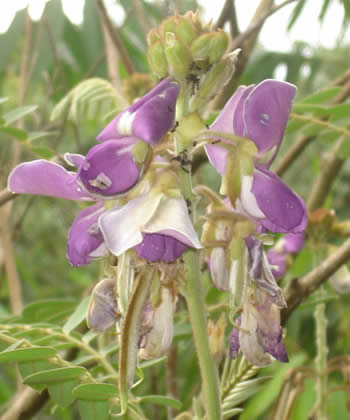 flor violeta de san francisco peru