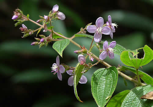 flores violetas