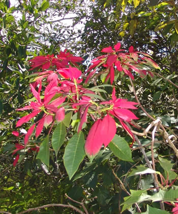 flores del jardin botanico