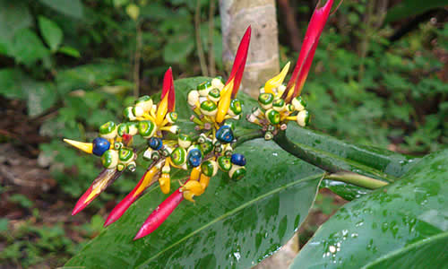 heliconias rojas