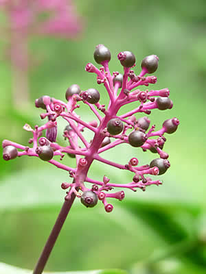 flor con fruto