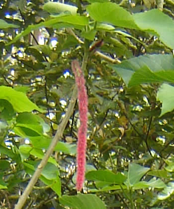 flor nariz de pavo