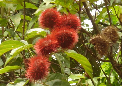 achiotes en el jardin botanico san francisco moyobamba peru