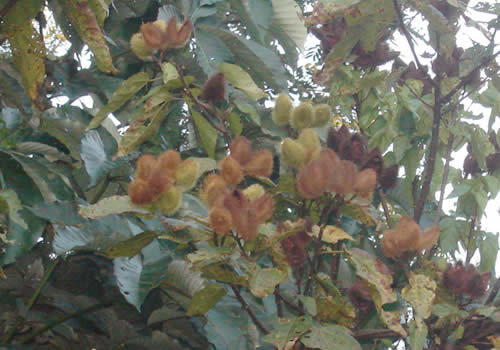 achiotes en su arbol en el jardin botanico moyobamba peru