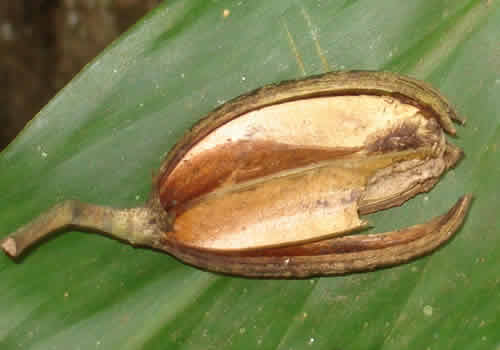 frutas dentro del jardin botanico moyobamba peru