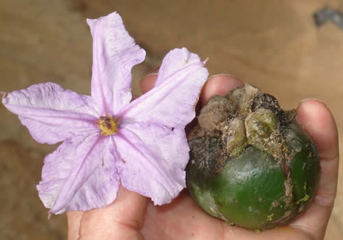 fruta y flor en el jardin botanico san francisco de moyobamba peru