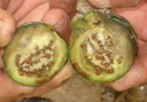 fruta de moyobamba