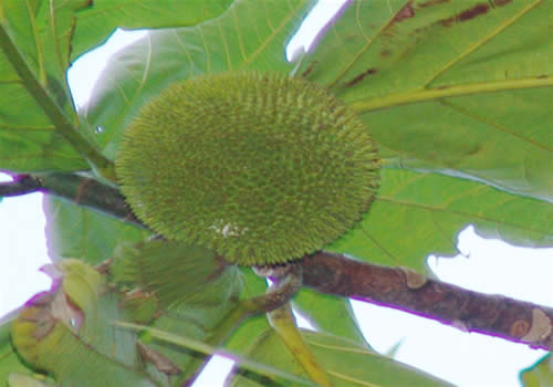 fruta del pan de arbol