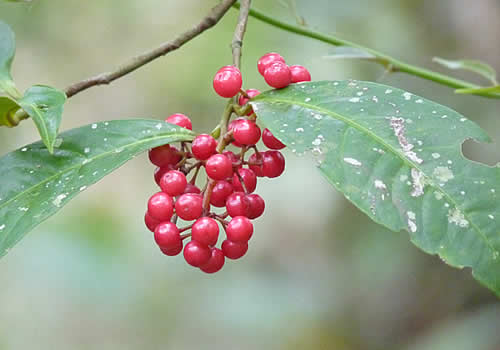 fruta rosada