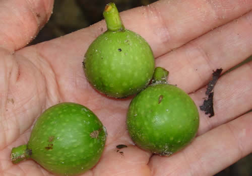 frutas que crecen en el jardín botánico san francisco perú