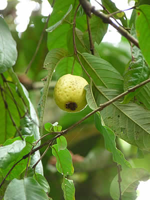 guayaba