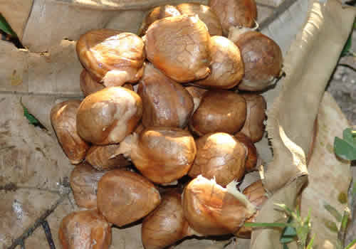 pan de arbol del jardin botanico san francisco moyobamba peru