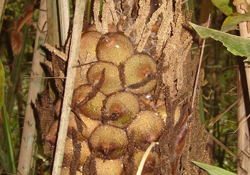 huicungo fruta de la palmera