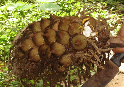 huicungo en el barranco san francisco de moyobamba peru