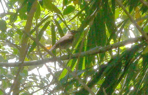 aves jardin botanico