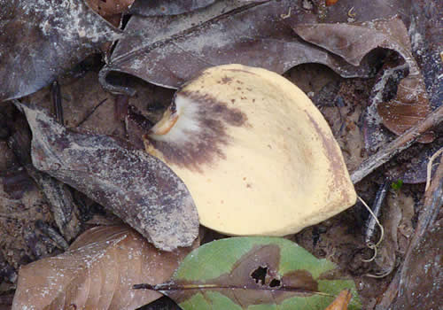 hongos