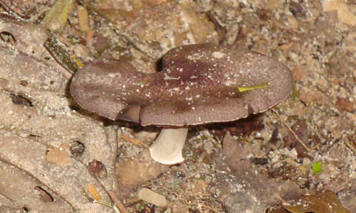 honguitos
