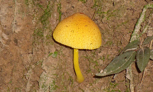 hongos