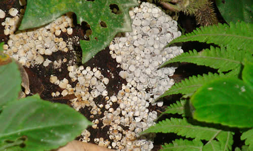 hongos