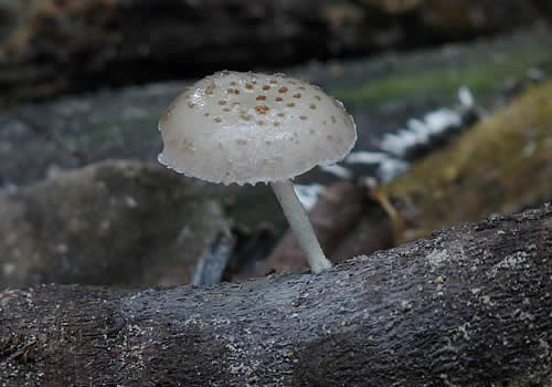 hongo blanco