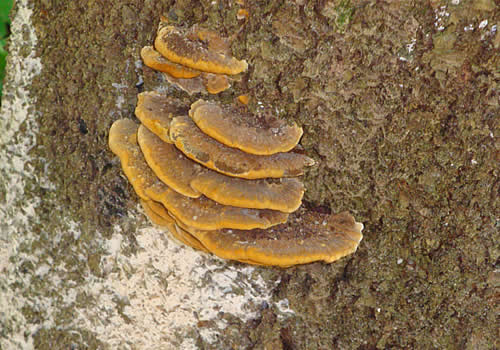hongos