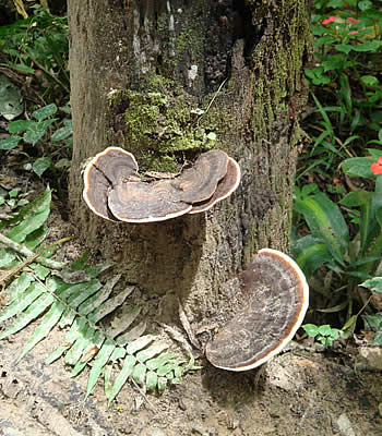 hongos jardineras