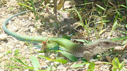 salamandra lagartija