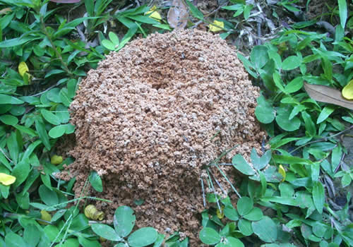 casas de hormigas