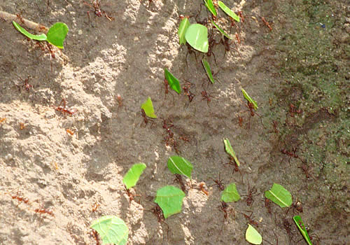 hormigas del jardin botanico