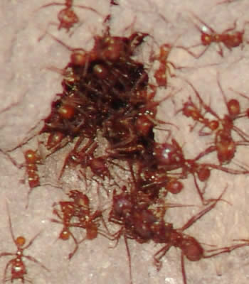 hormigas saliendo de la tierra