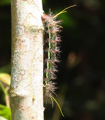 oruga subiendo al arbol