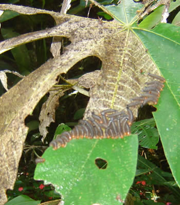orugas comiendo hojas
