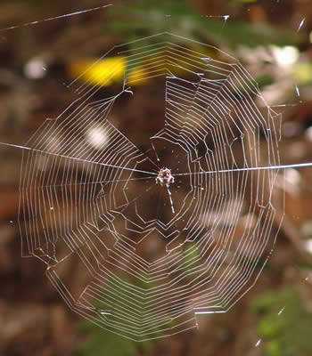 tela de araña en el jardin botanico san francisco moyobamba peru
